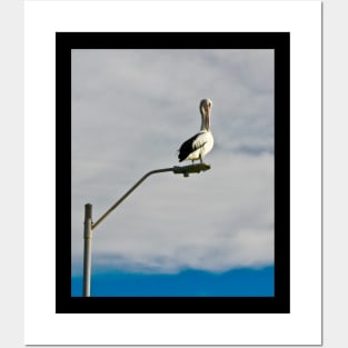 Pelican preening on a Streetlight! Posters and Art